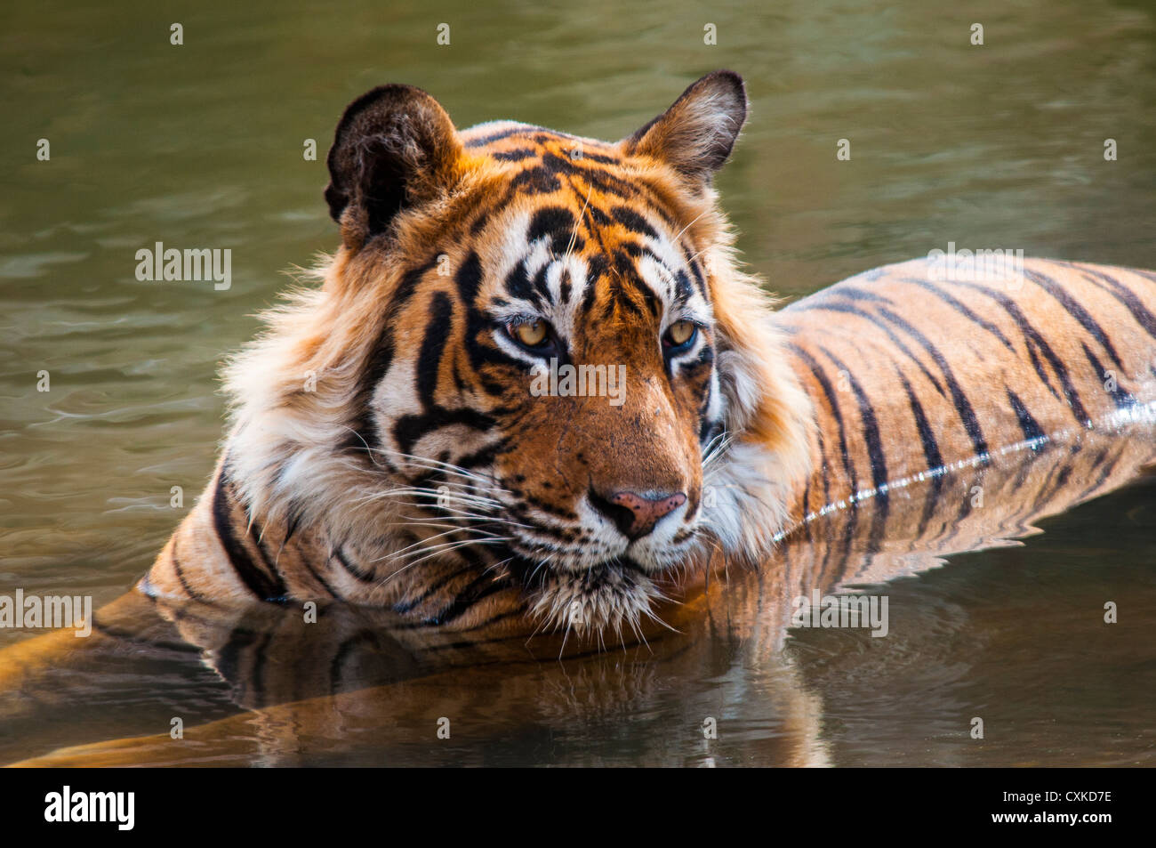 Big Cat- la tigre Foto Stock