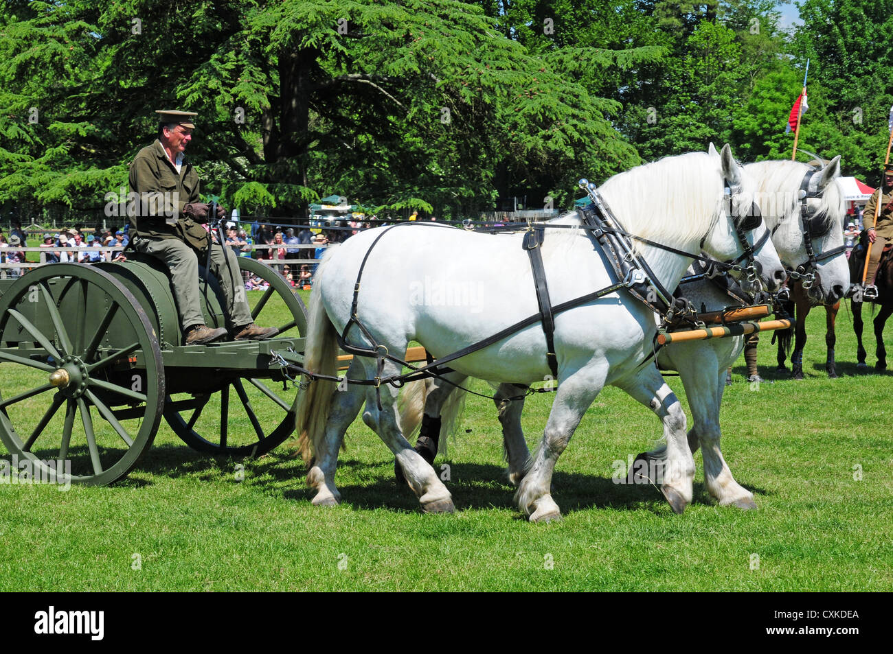 Due cavalli Percheron tirando I Guerra Mondiale water carrier. Display del Weald and Downland Open Air Museum Singleton. Foto Stock