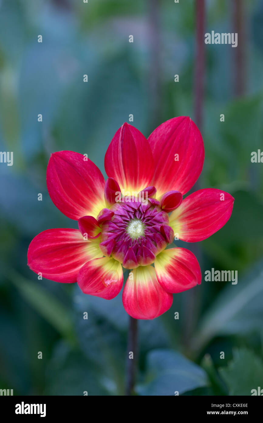 Dalia, forma ninfea Foto Stock