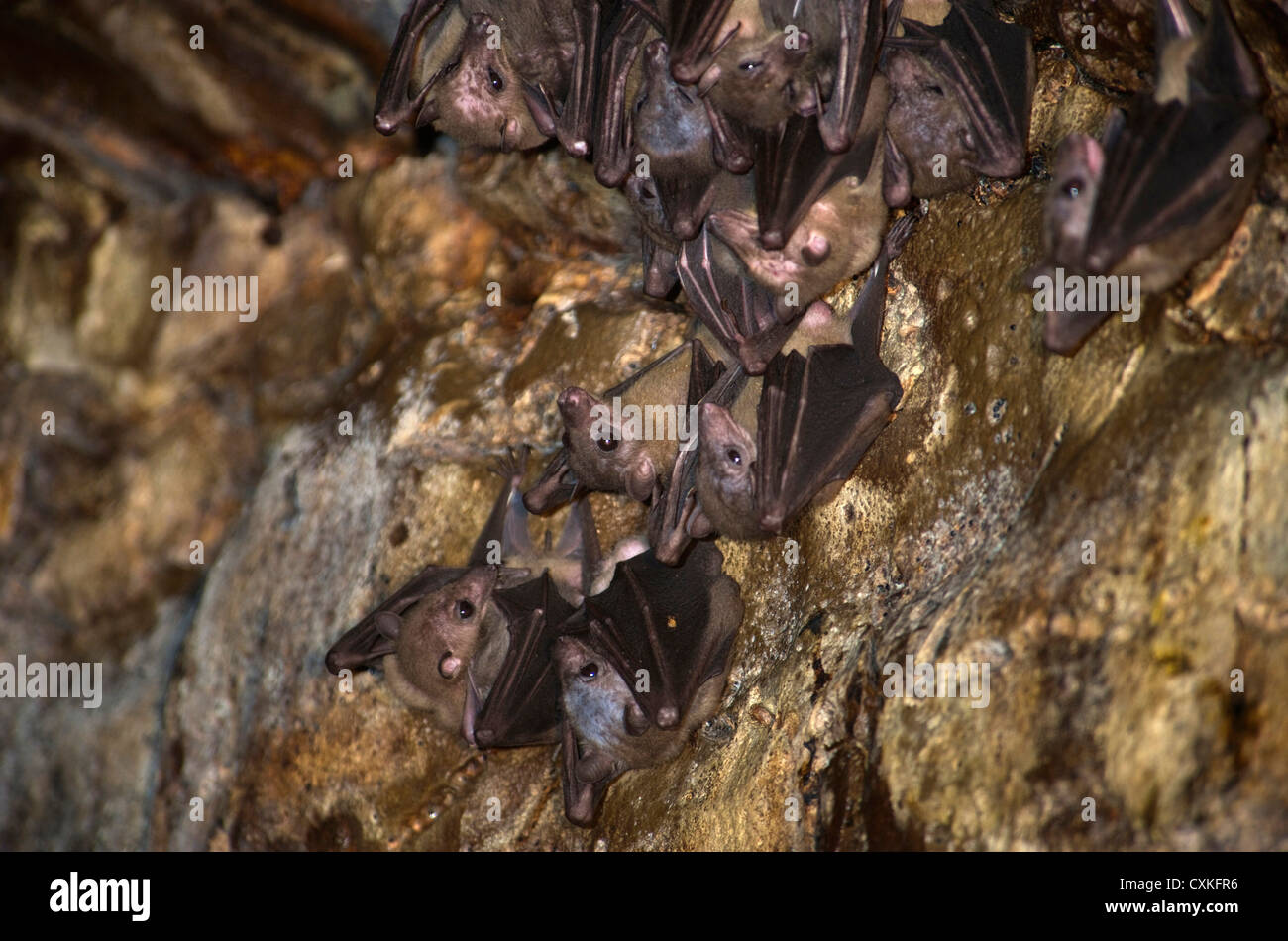 I pipistrelli all'interno Ankarana grotta dei pipistrelli della frutta (Eidolon dupreanum), Ankarana, il Parco nazionale del Madagascar settentrionale Foto Stock