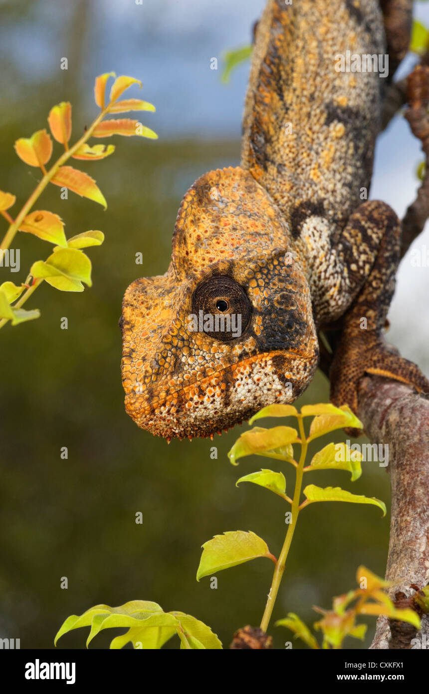 Il Gigante malgascio Madagascar o Oustalet's Chameleon (Furcifer oustaleti), Montagne des FranIais Riserva, Antsiranana Foto Stock