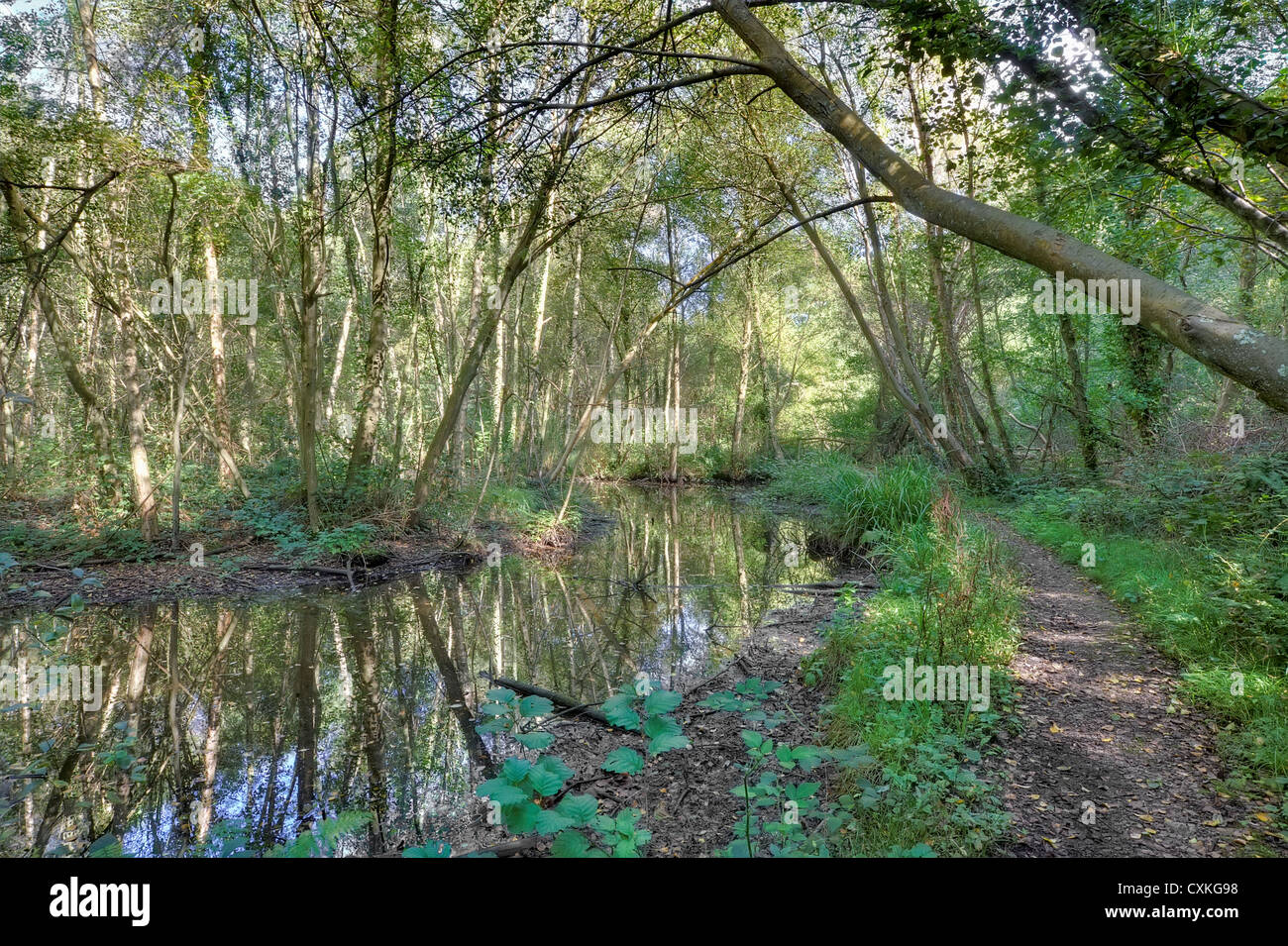 Il percorso del fiume in una foresta Foto Stock