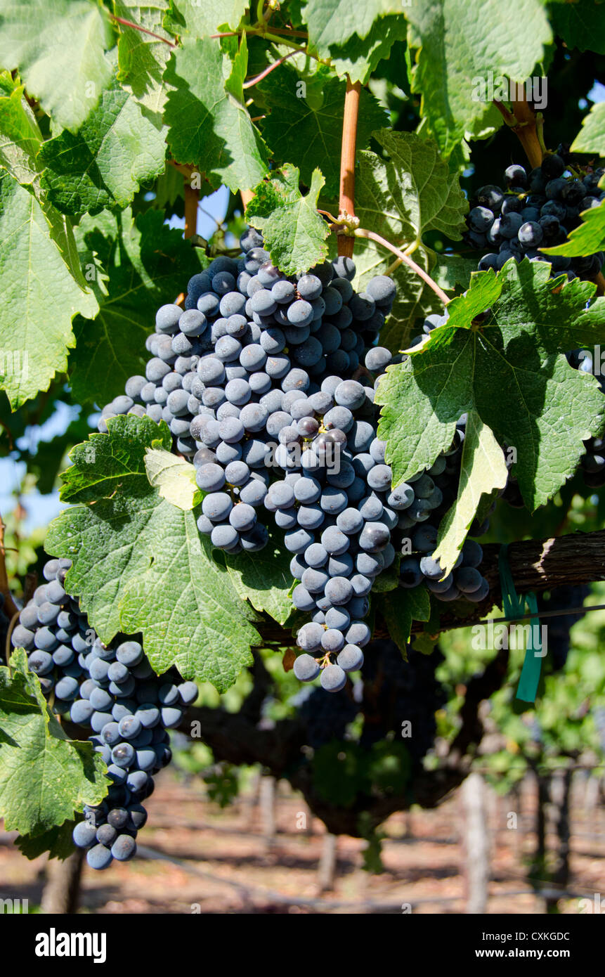 California, Napa Valley Wine Country. Vino vigna, cadono "schiacciare stagione' nella Contea di Sonoma lungo la Hwy 12. Viola uva sulla vite. Foto Stock