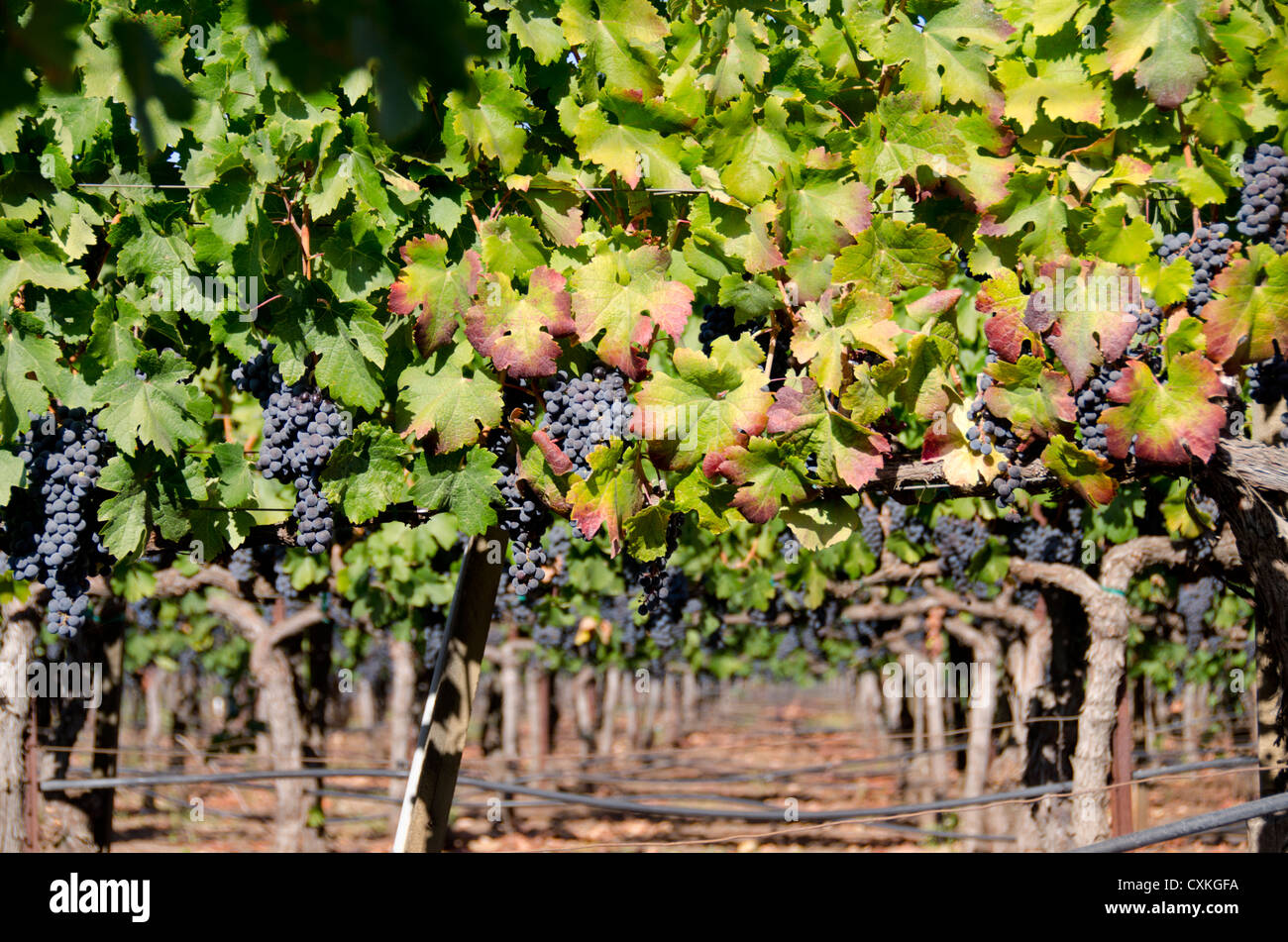 California, Napa Valley Wine Country. Vino vigna, cadono "schiacciare stagione' nella Contea di Sonoma lungo la Hwy 12. Viola uva sulla vite. Foto Stock