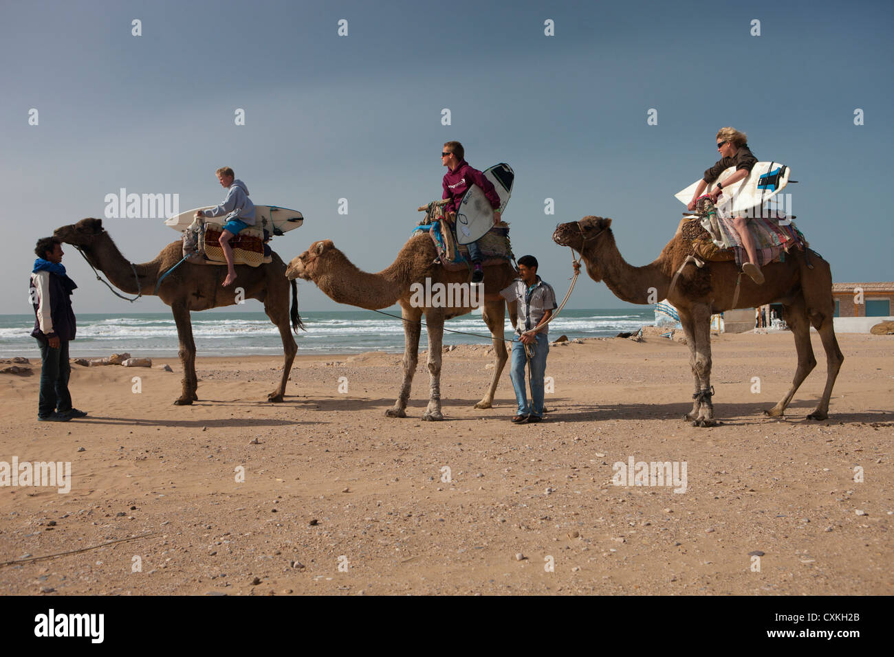 Surfers sui cammelli in Sidi Kaouki, Marocco Foto Stock