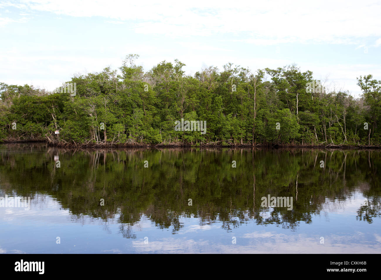 La foresta di mangrovie in Everglades della Florida usa Foto Stock