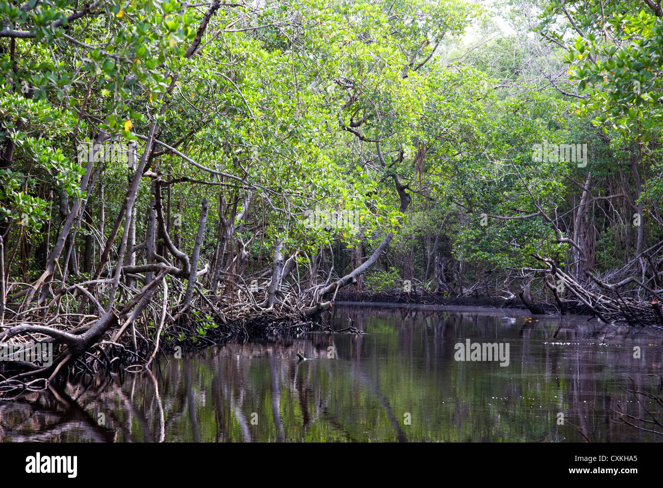 Per via navigabile attraverso la foresta di mangrovie in Everglades della Florida usa Foto Stock