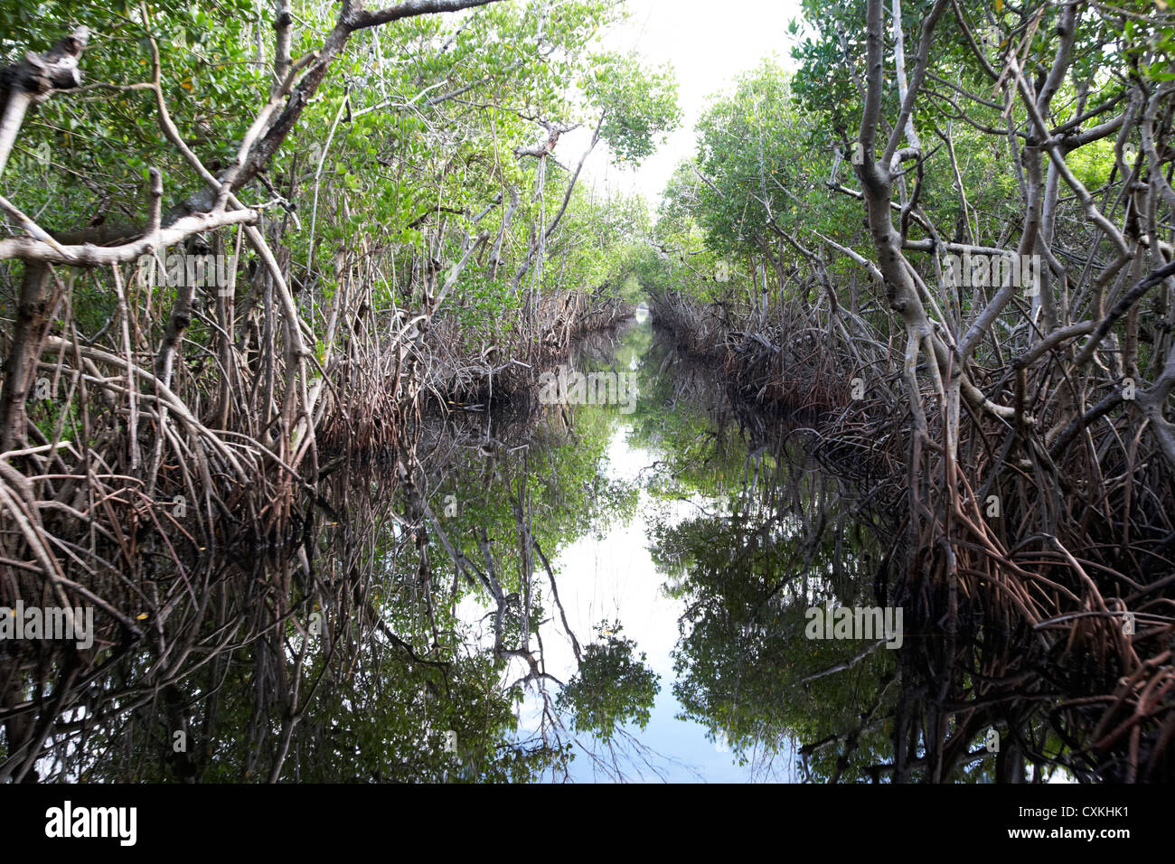 La foresta di mangrovie in Everglades della Florida usa Foto Stock