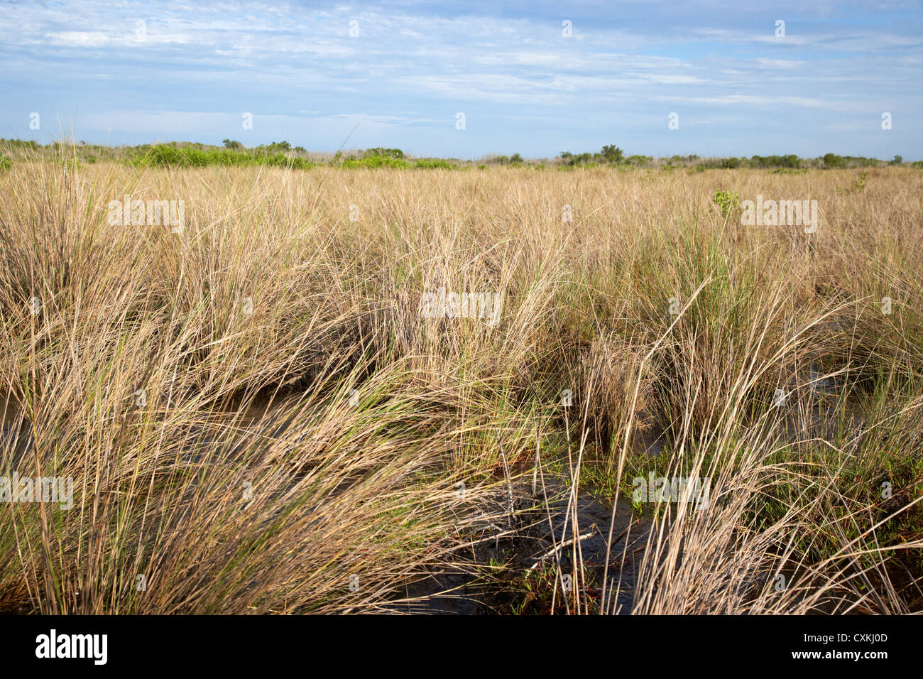 Prati allagati in Everglades della Florida usa Foto Stock