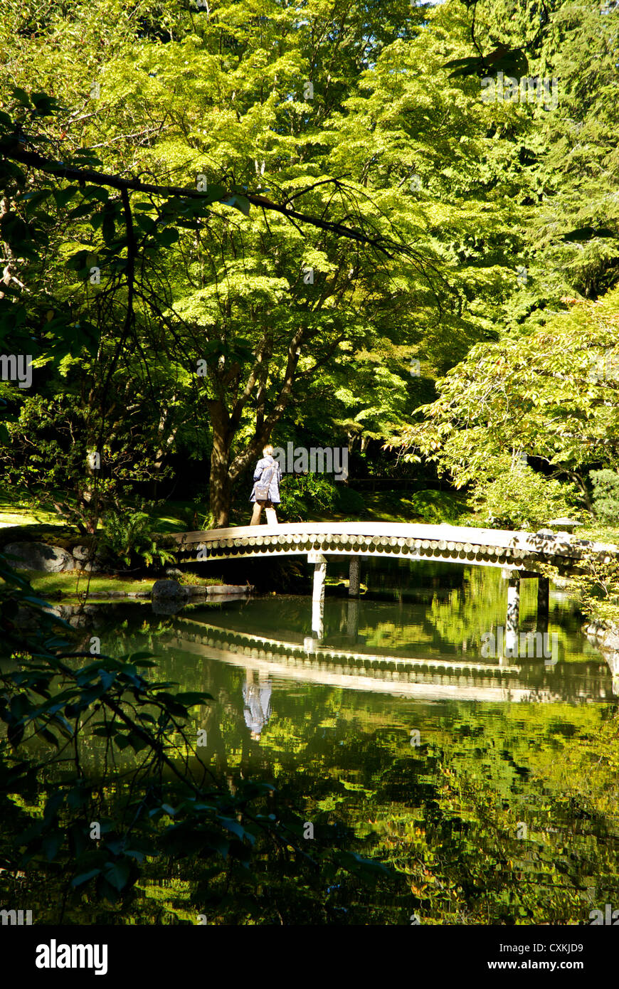 In autunno il fogliame degli alberi sul ponte di legno della riflessione in stagno a Nitobe Giardini Giapponesi UBC Vancouver Foto Stock