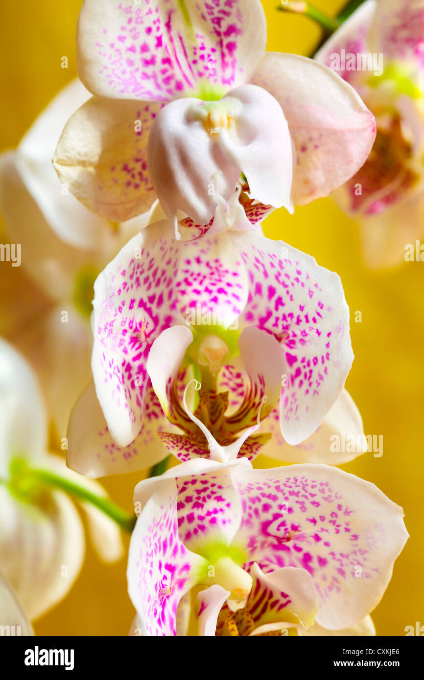 Close up di un fiore di orchidea su sfondo giallo Foto Stock