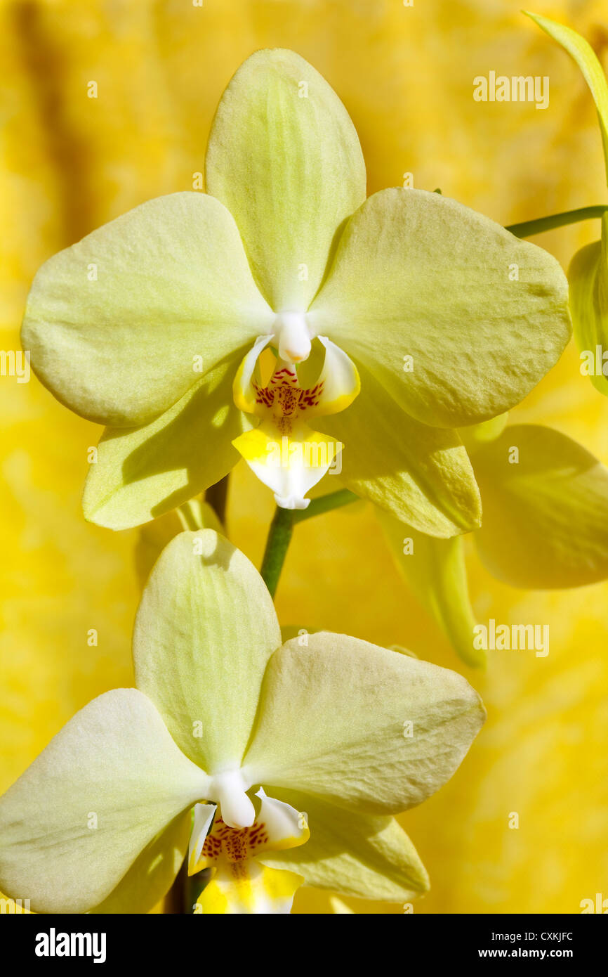 Close up di un fiore di orchidea su sfondo giallo Foto Stock