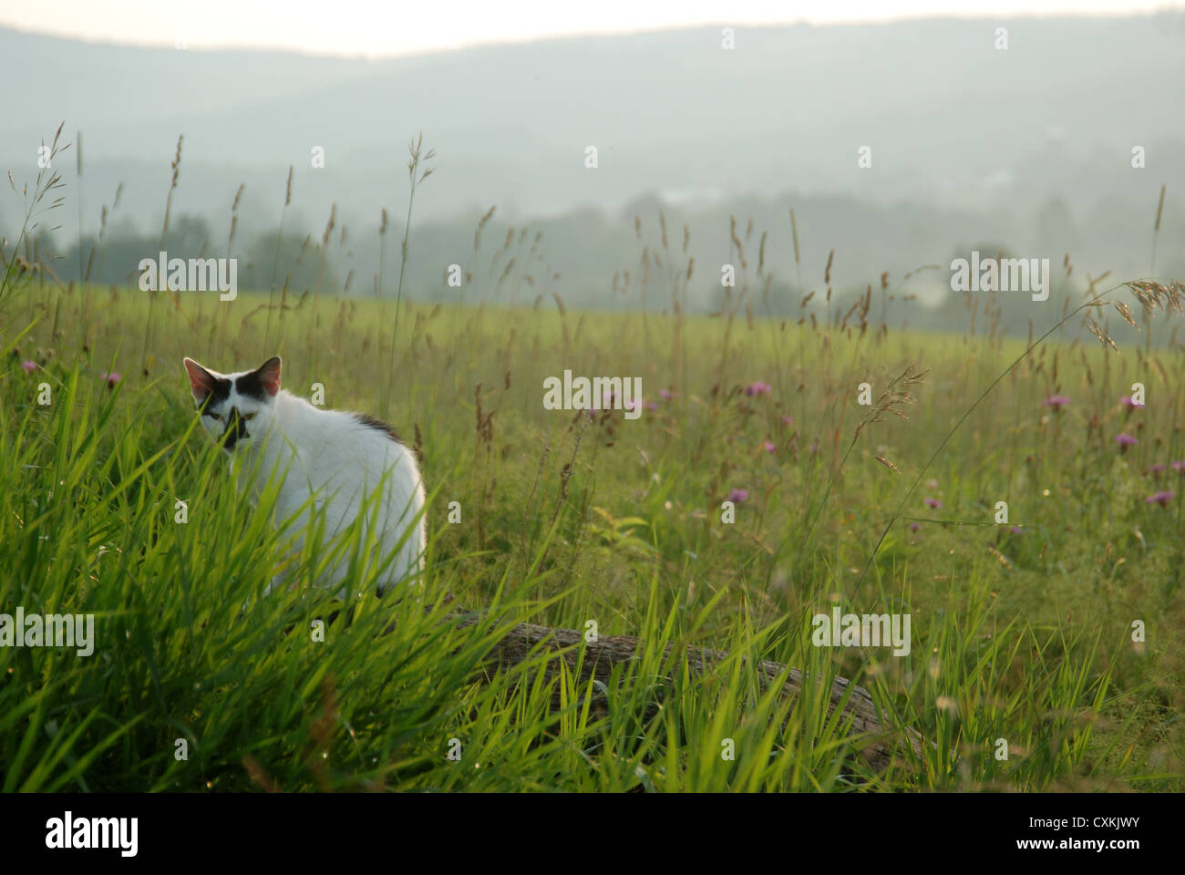 Gatto appollaiato su un log in un campo di fiori selvatici e di erba alta. Foto Stock