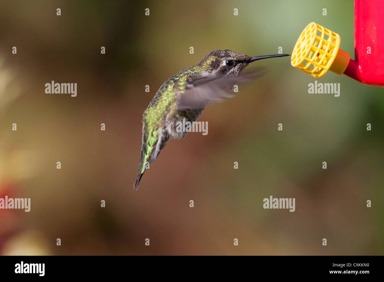 Anna (Hummingbird Calypte anna) maschio in bilico e di alimentazione da un alimentatore di hummingbird in Nanaimo, BC, Canada nel mese di ottobre Foto Stock