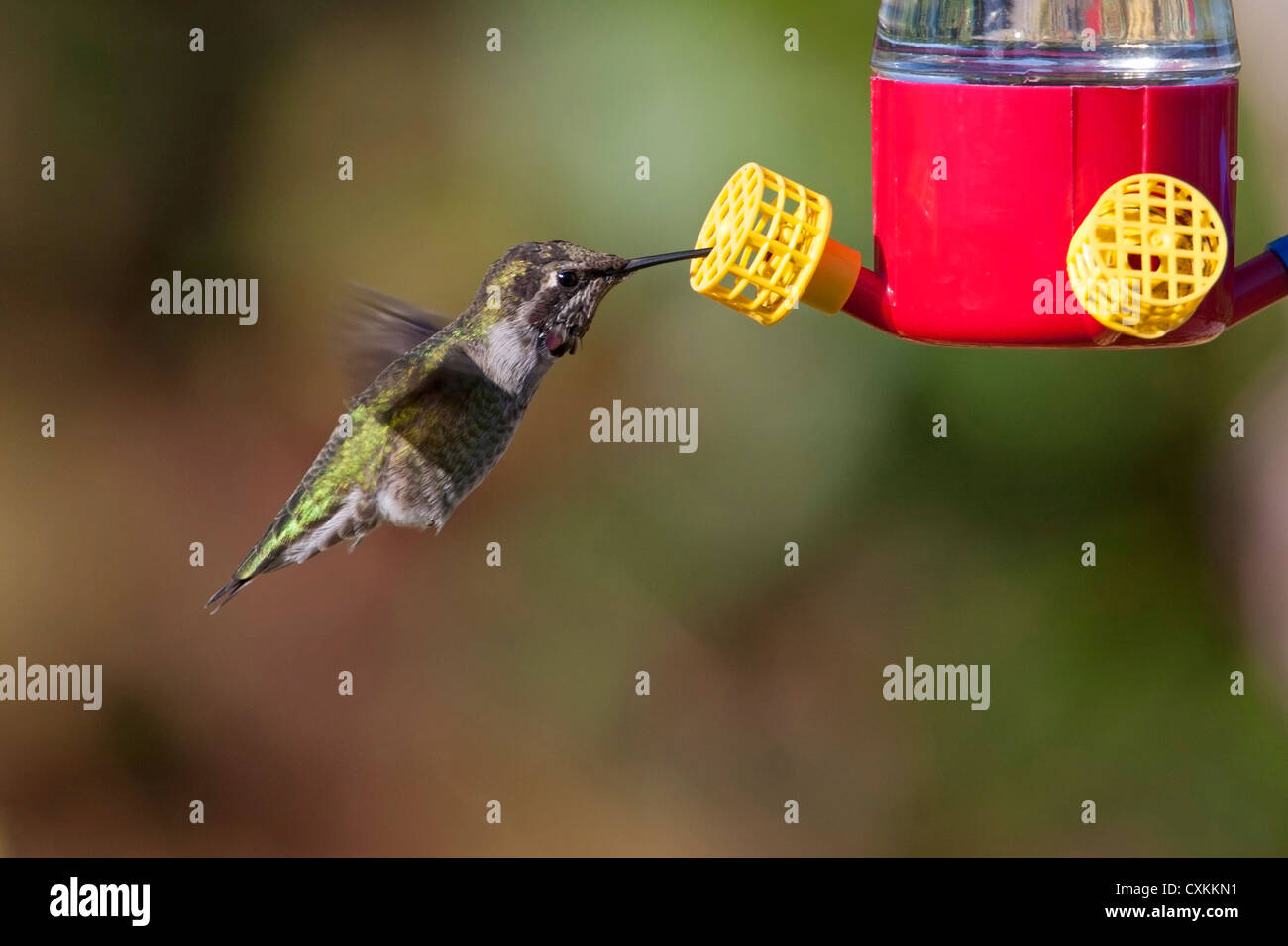 Anna (Hummingbird Calypte anna) maschio in bilico e di alimentazione da un alimentatore di hummingbird in Nanaimo, BC, Canada nel mese di ottobre Foto Stock