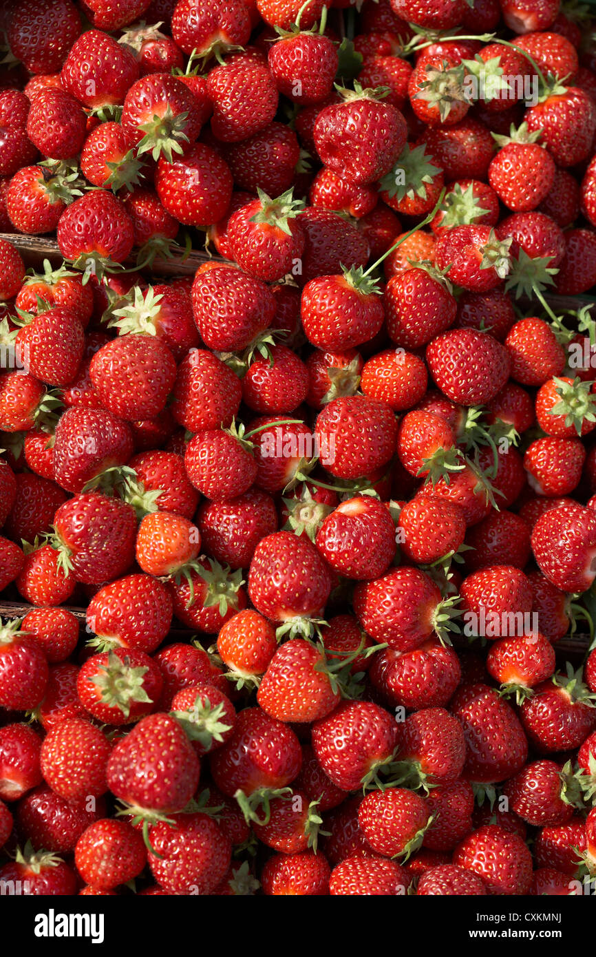 Raccolta di fragole, DeVries Farm, Fenwick, Ontario, Canada Foto Stock