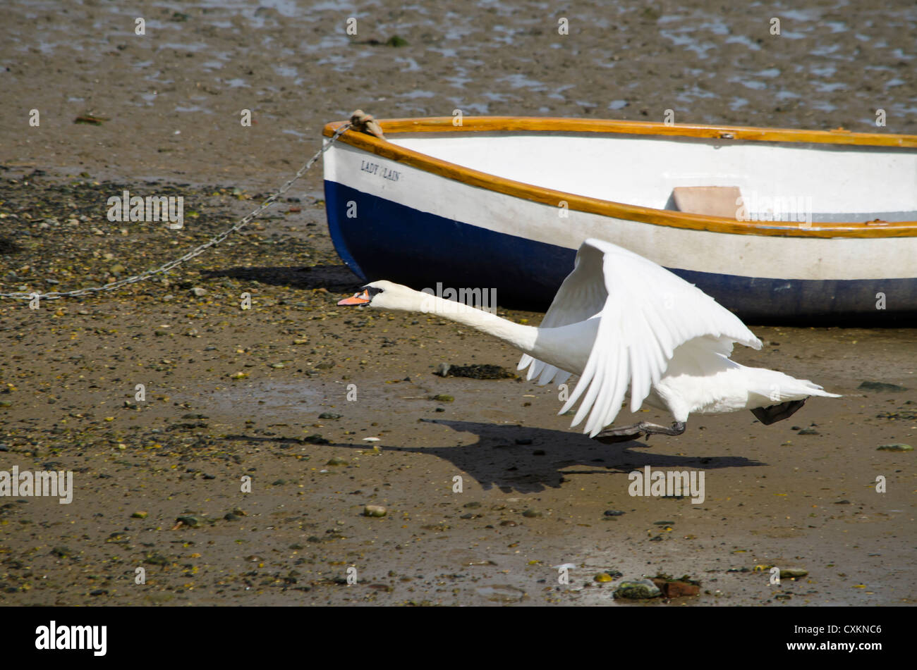 Swan battenti incollato una barca Foto Stock