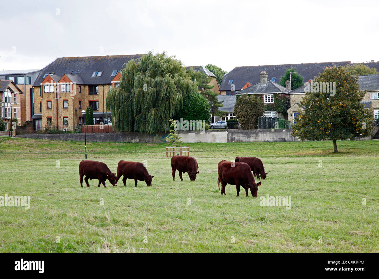 Vacche su Midsummer comuni di Cambridge Inghilterra England Foto Stock