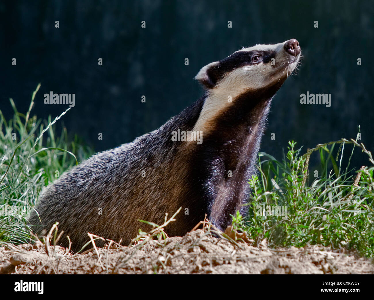 Europea (Badger Meles meles) Foto Stock