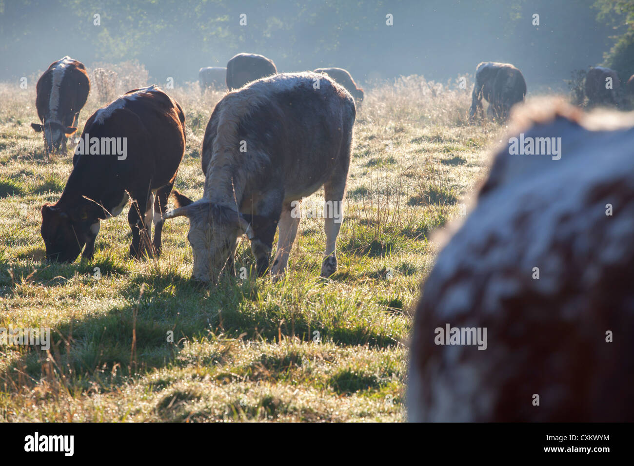 Vacche su Stourbridge comune, Cambridge, Inghilterra, Regno Unito Foto Stock