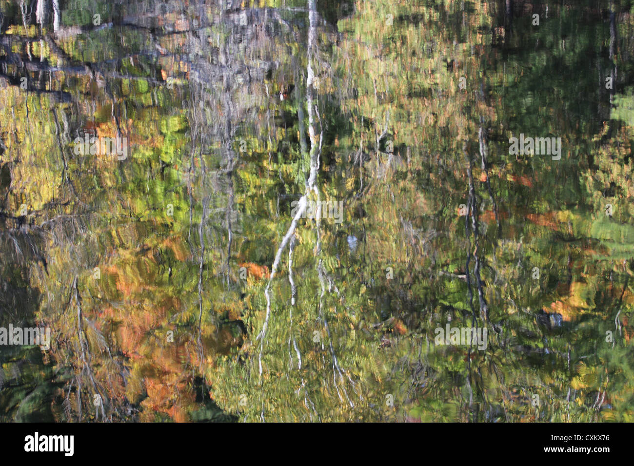 Immagine di alberi in acqua Foto Stock