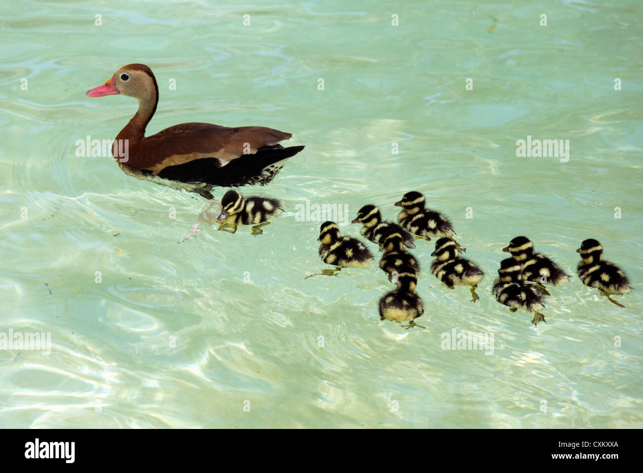 Bianco-winged sibilo duck Foto Stock