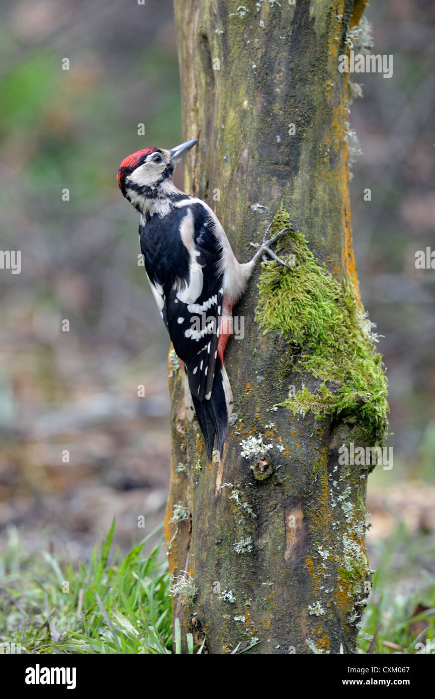 Picchio rosso maggiore (Dendrocopos major) Foto Stock