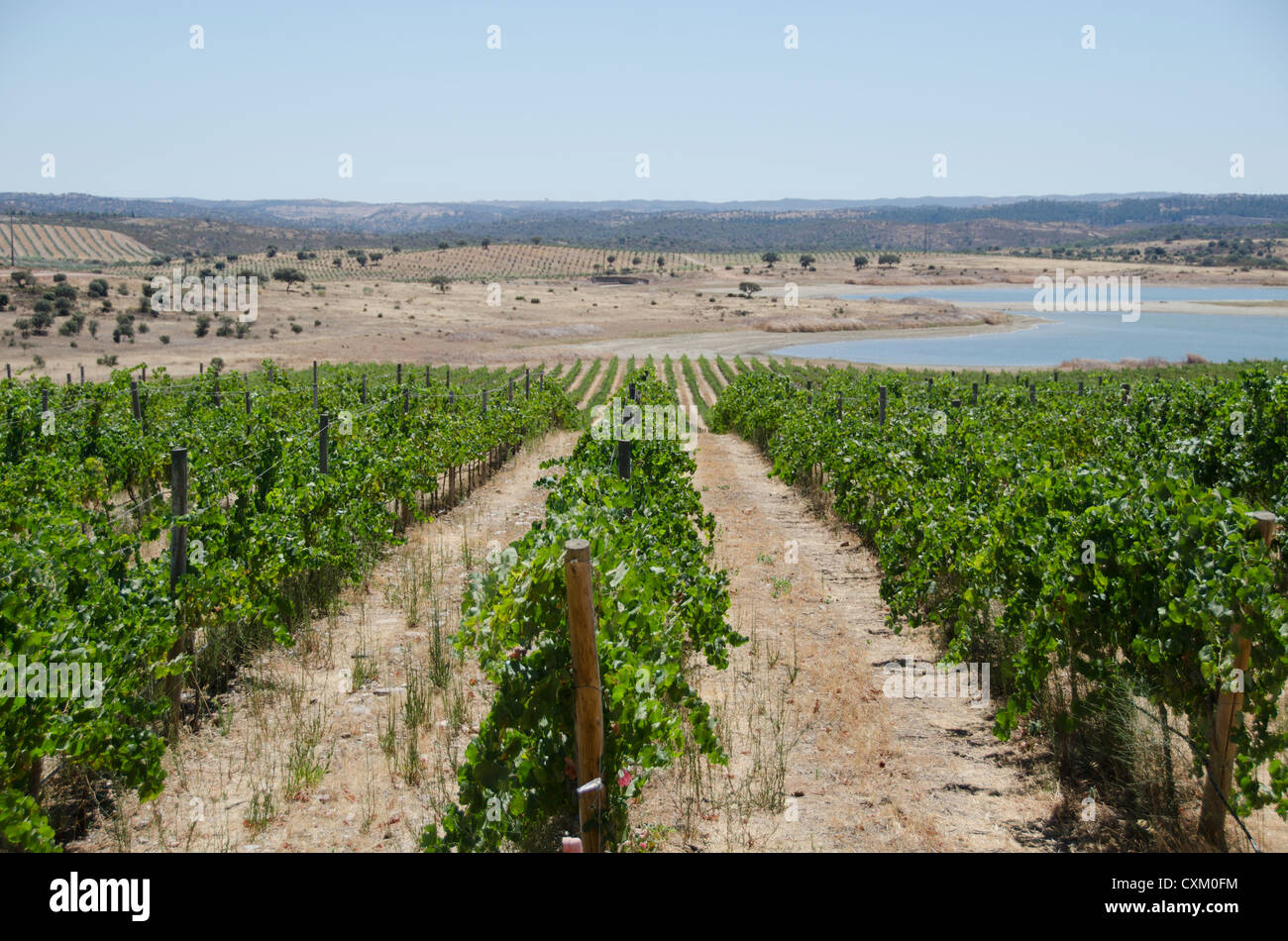 Vigneto di uva, Alentejo, Portogallo, Europa terroir, vinho, uva Foto Stock