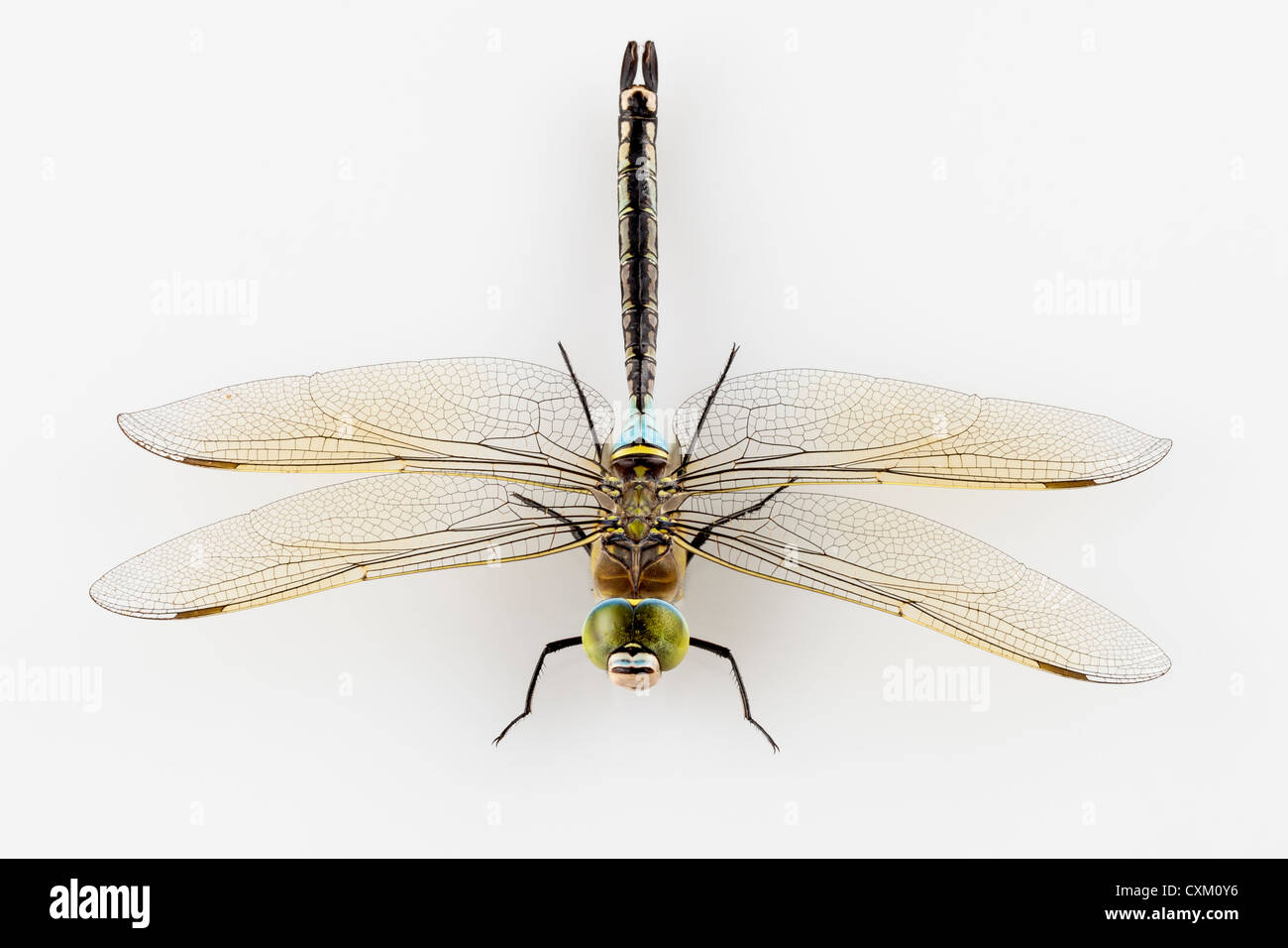 Libellula Anax parthenope isolati su sfondo bianco Foto Stock