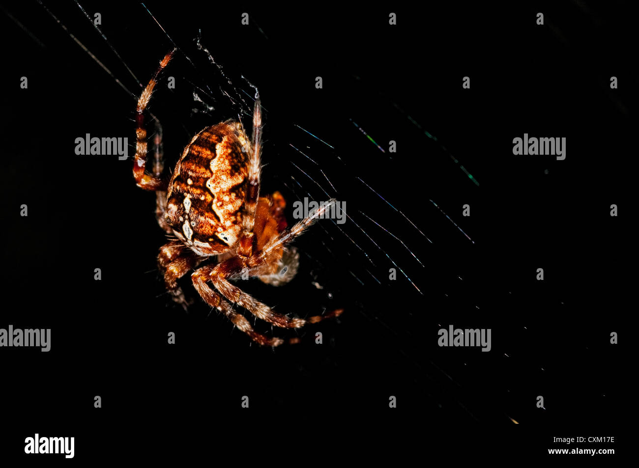 Giardino spider, Araneus diadematus Foto Stock