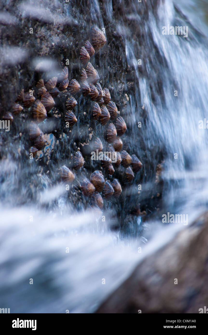 Patelle sulle rocce lavata da onde patella vulgata Foto Stock