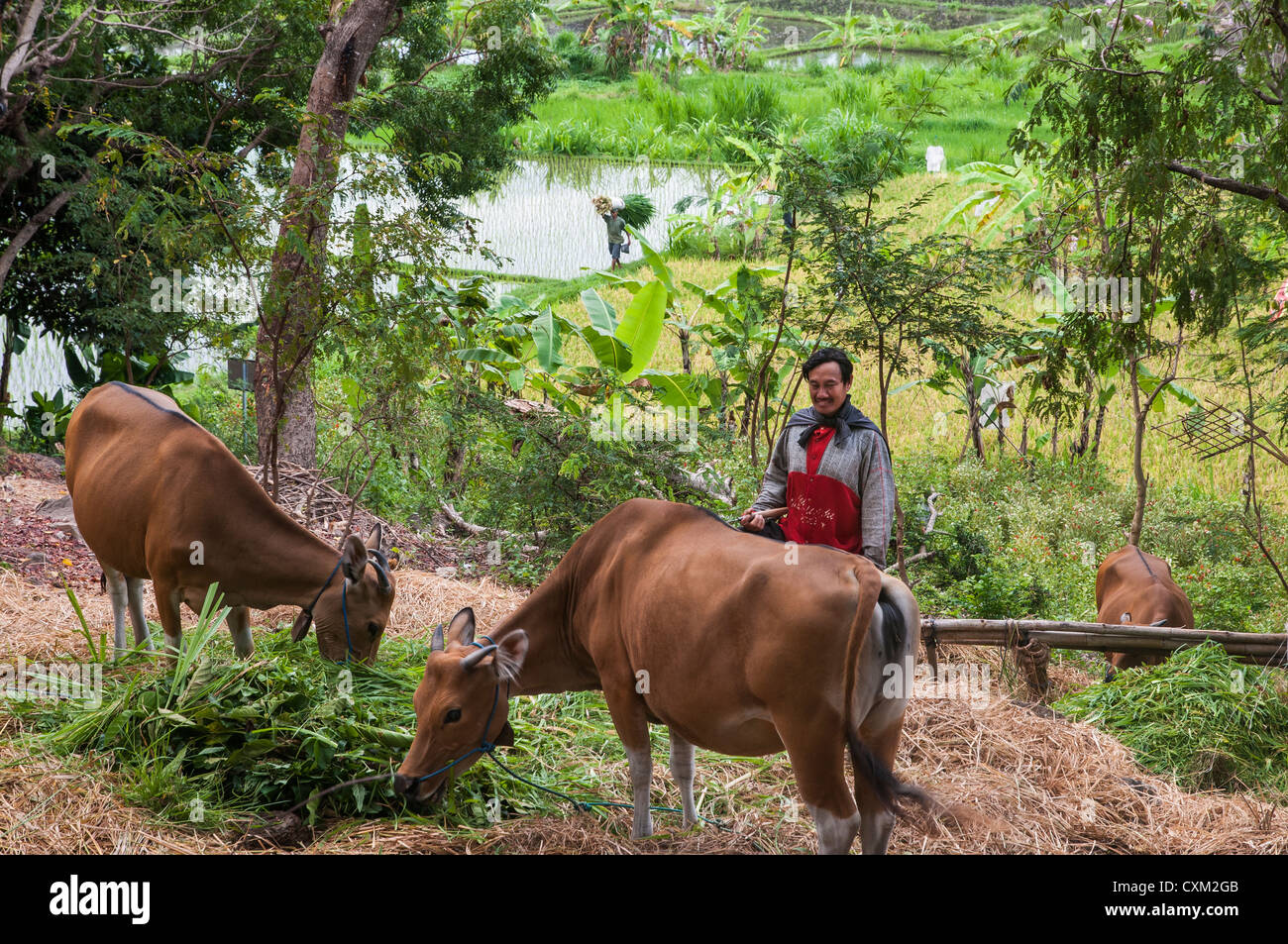 Un imprenditore agricolo alimentare le proprie vacche vicino a Candi Dasa, Bali Orientale, Indonesia. Foto Stock