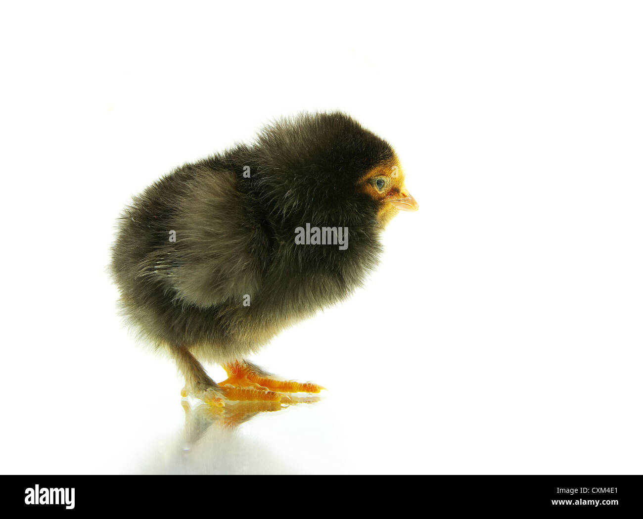 Piccolo Grazioso baby chicken isolato su sfondo bianco Foto Stock