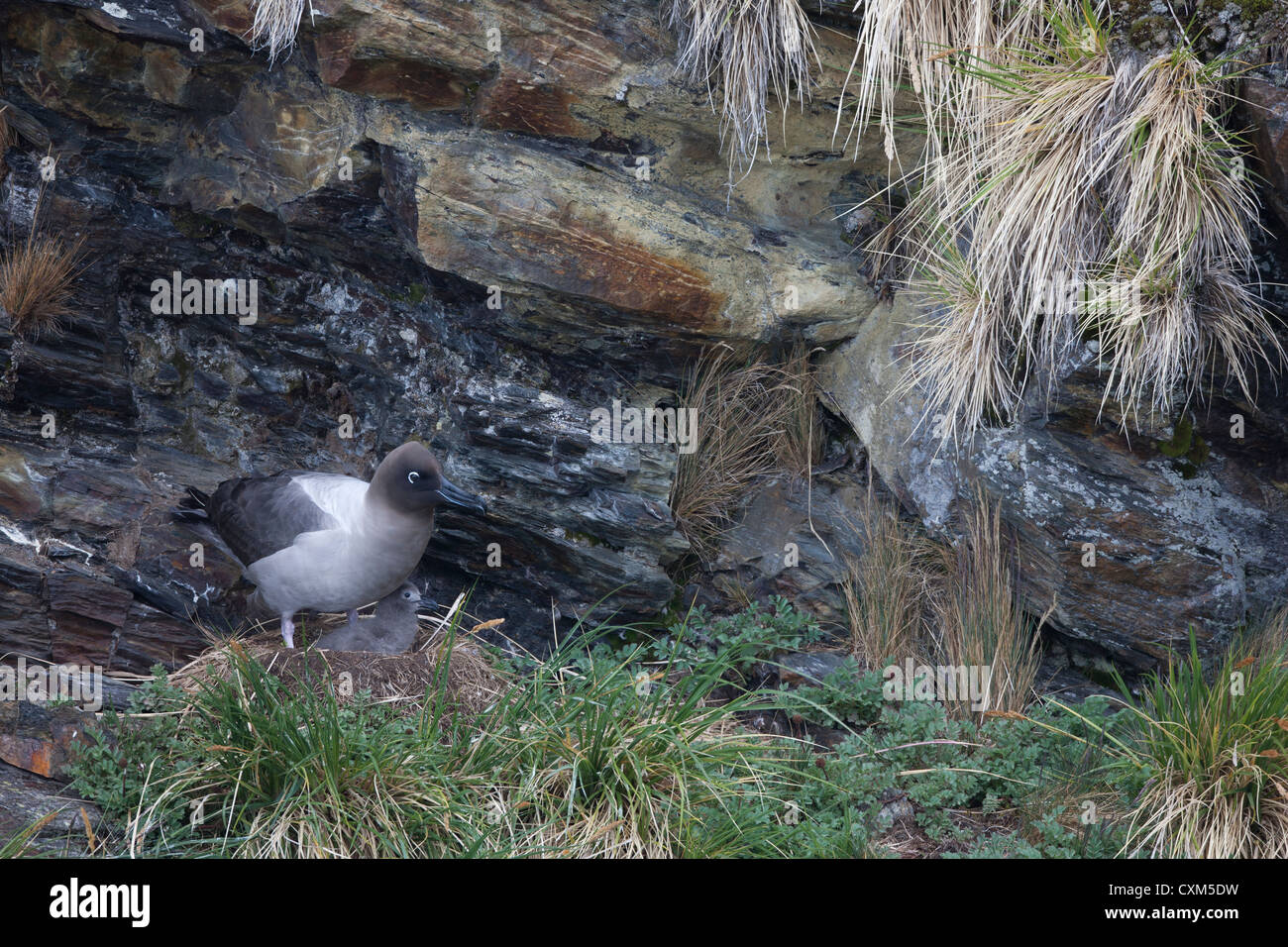 Luce-mantled Albatross (Phoebetria palpebrata) su un nido con un pulcino lanuginosa vicino a Grytviken, Isola Georgia del Sud. Foto Stock