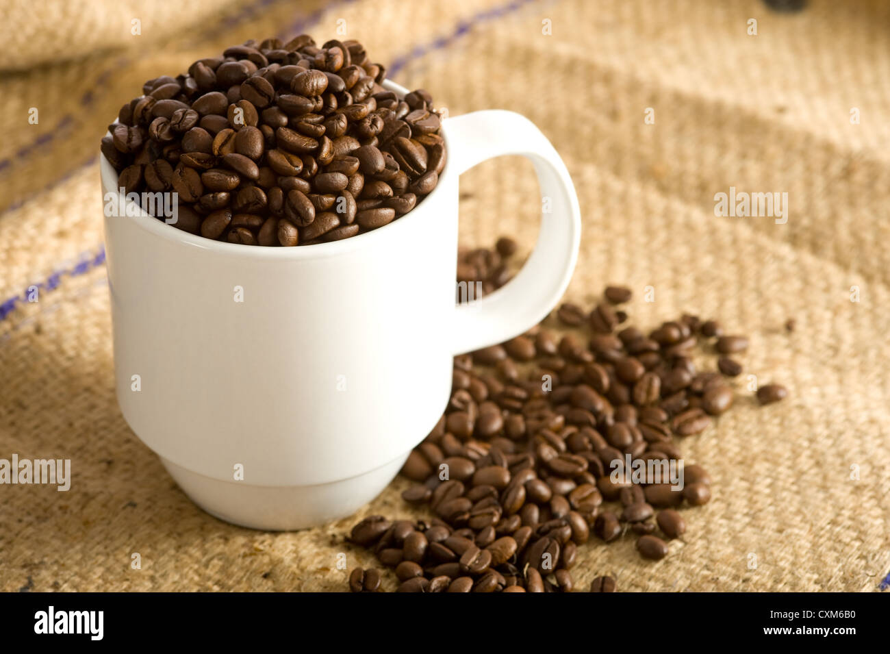 Un bianco coppa piena di caffè torrefatto in grani su una tela coffee bean bag. Sfondo con spazio di copia Foto Stock