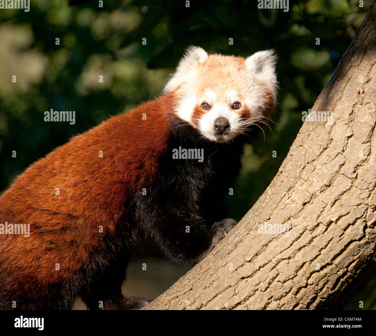 Panda rosso nella struttura ad albero Foto Stock