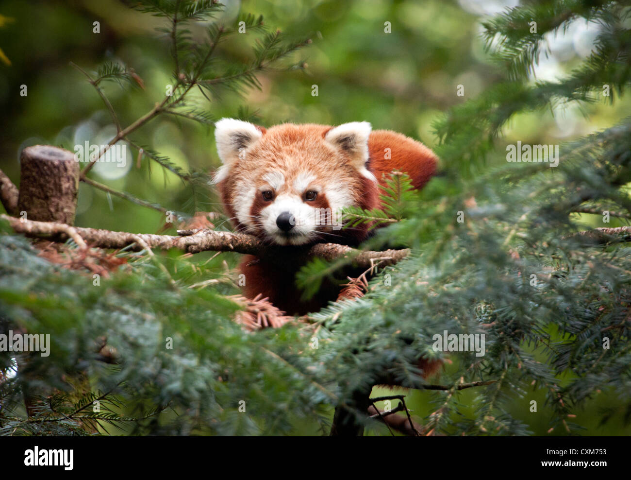 Maschio di panda rosso nella struttura ad albero Foto Stock