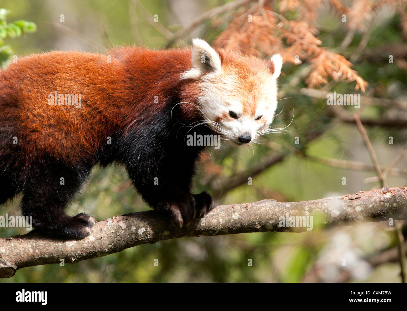 Panda rosso nella struttura ad albero Foto Stock