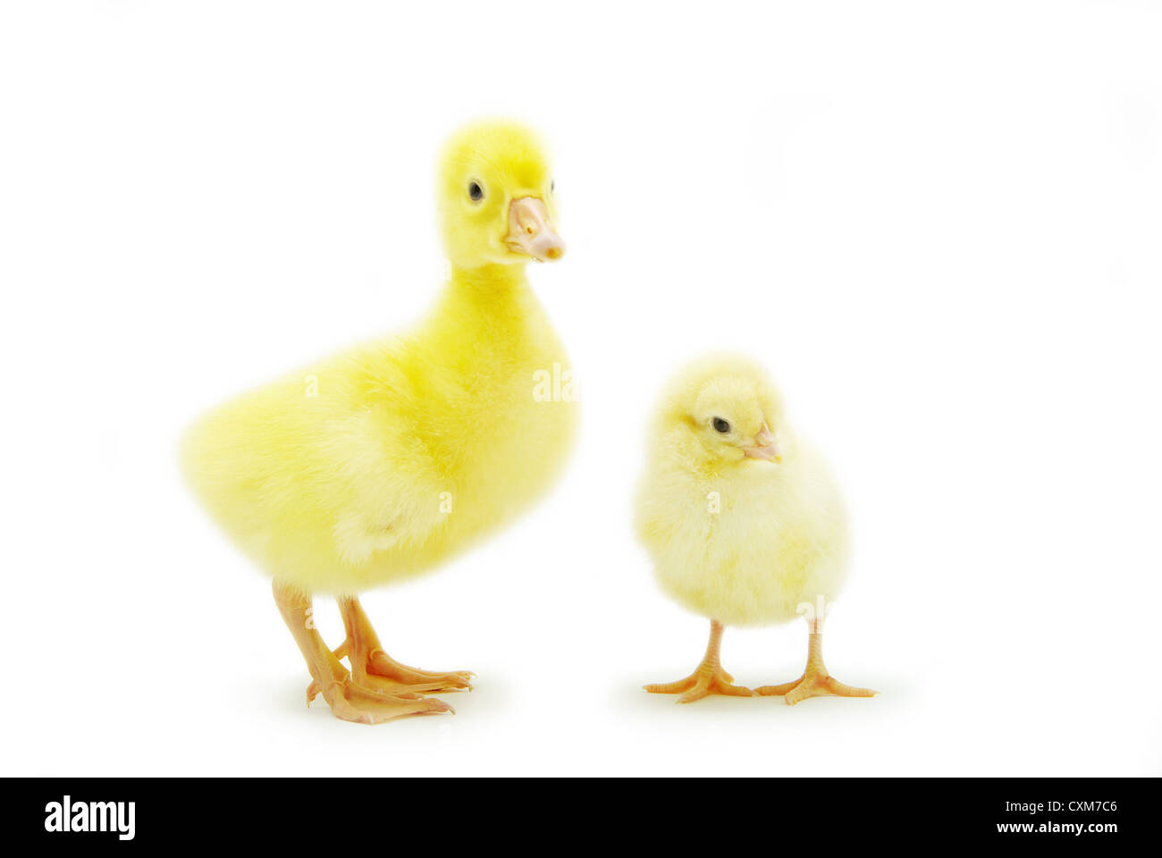 Piccolo Grazioso baby chicken e gosling isolati su sfondo bianco Foto Stock