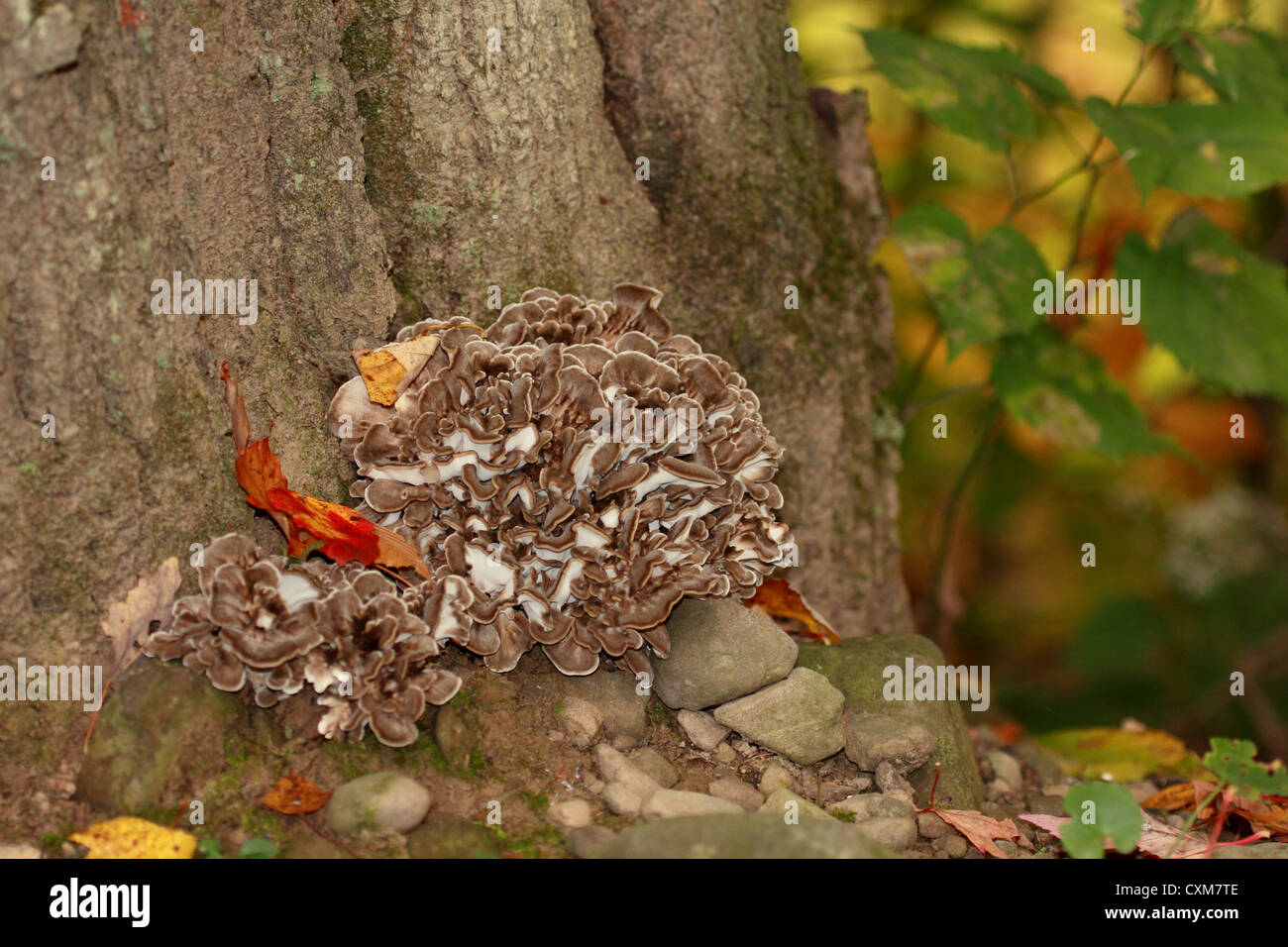 Una gallina di boschi fungo su un tronco di quercia. Foto Stock