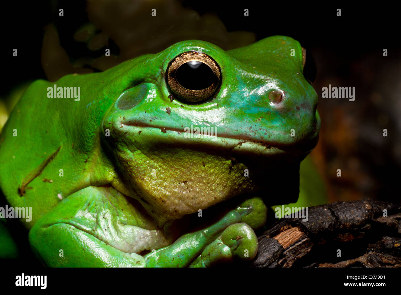 Un enorme Australian ranocchio verde possiedono per la fotocamera. Foto Stock