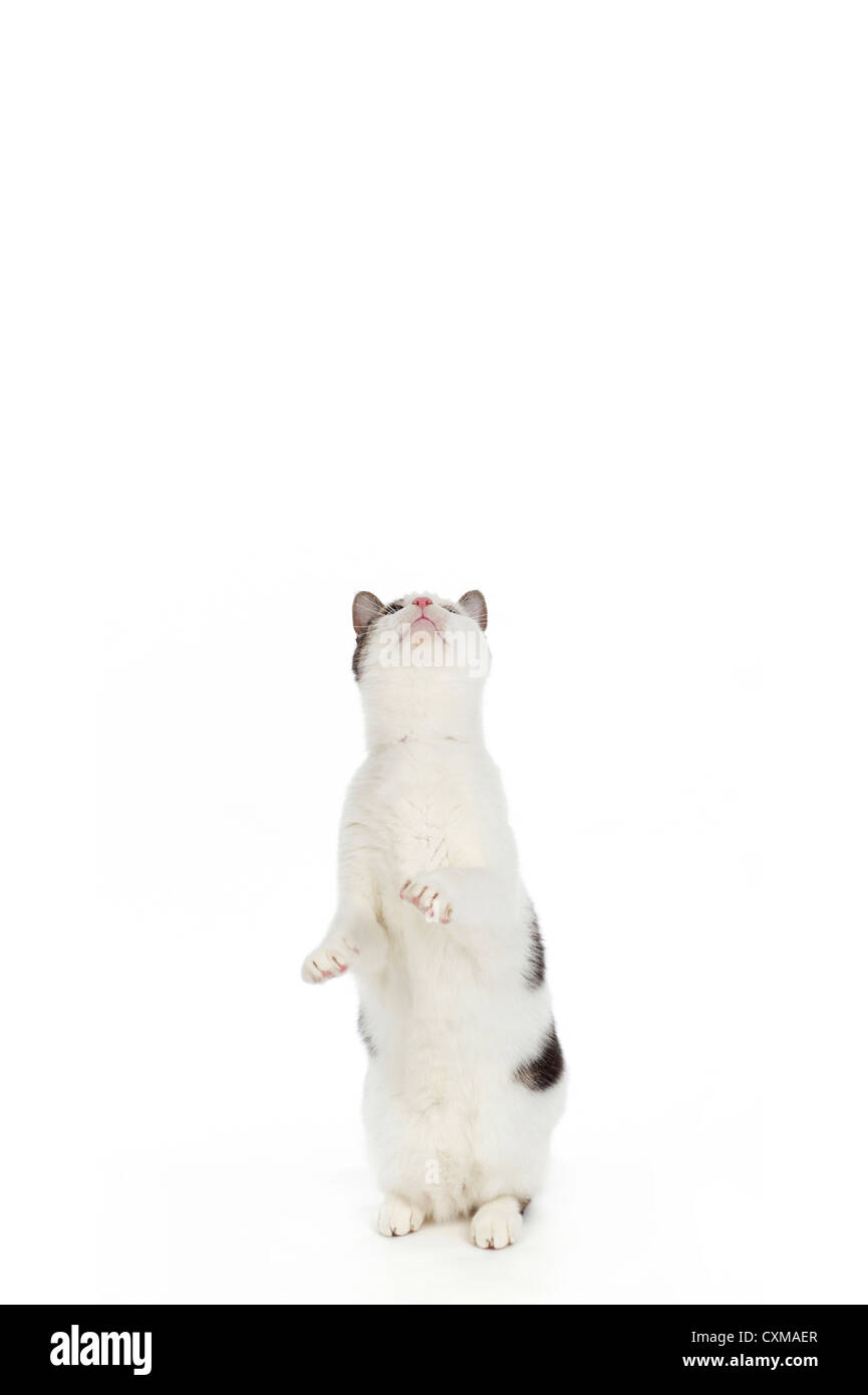 Cat sulle zampe posteriori con zampe in aria, studio shot con sfondo bianco Foto Stock