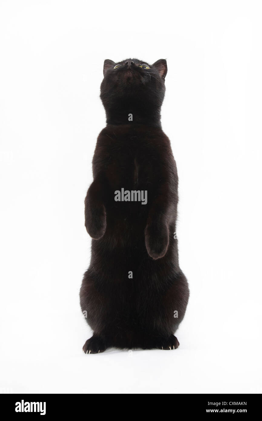 Gatto nero seduta sulle zampe posteriori con zampe in aria, studio shot con sfondo bianco Foto Stock