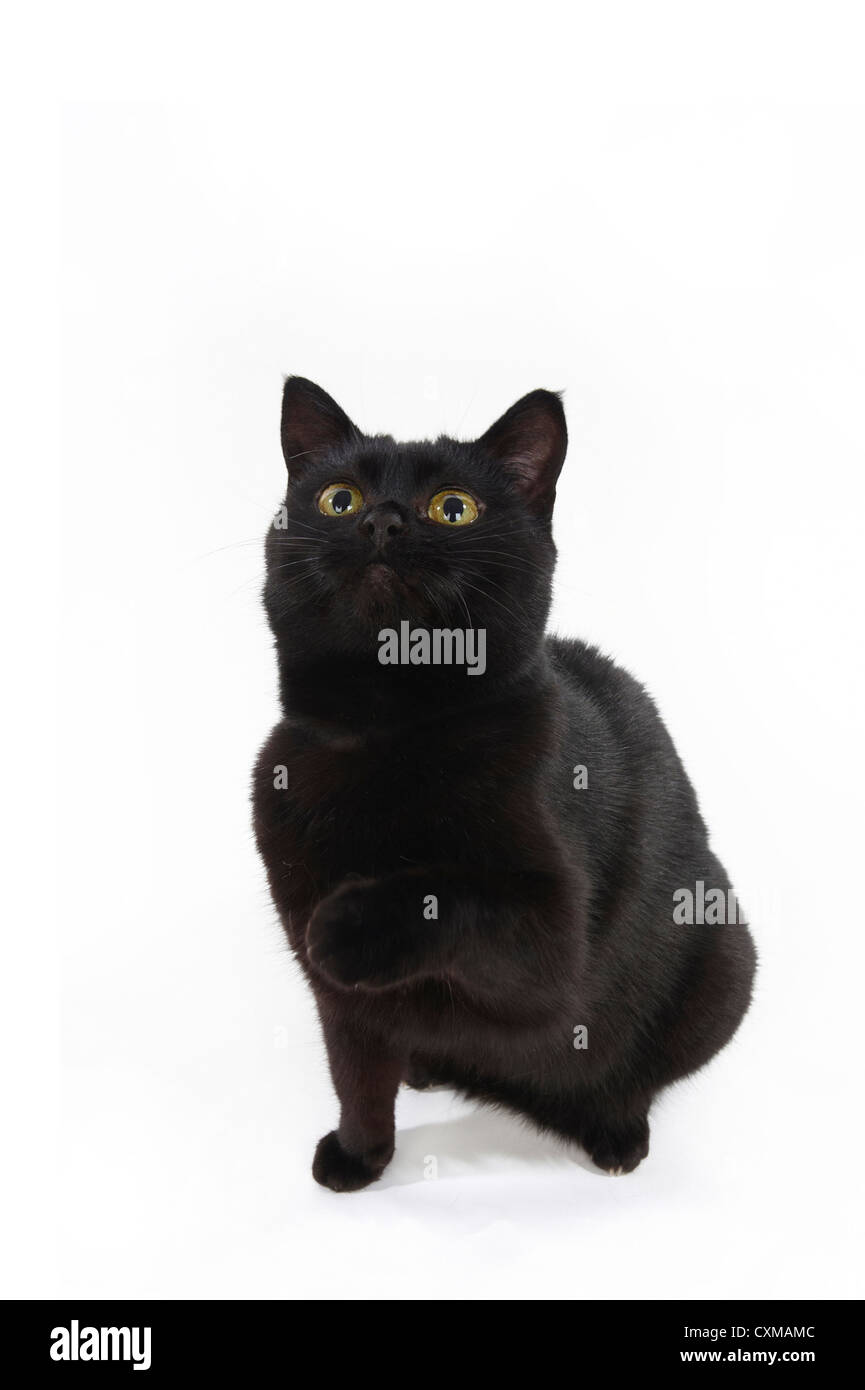 Gatto seduto, studio shot con sfondo bianco Foto Stock