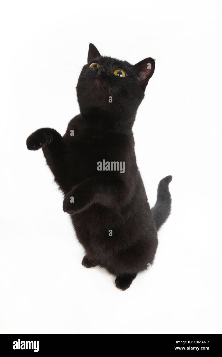Gatto nero seduta sulle zampe posteriori con zampe in aria, studio shot con sfondo bianco Foto Stock