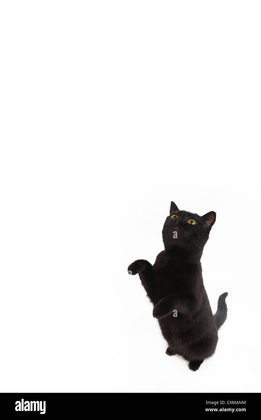 Gatto nero seduta sulle zampe posteriori con zampe in aria, studio shot con sfondo bianco Foto Stock