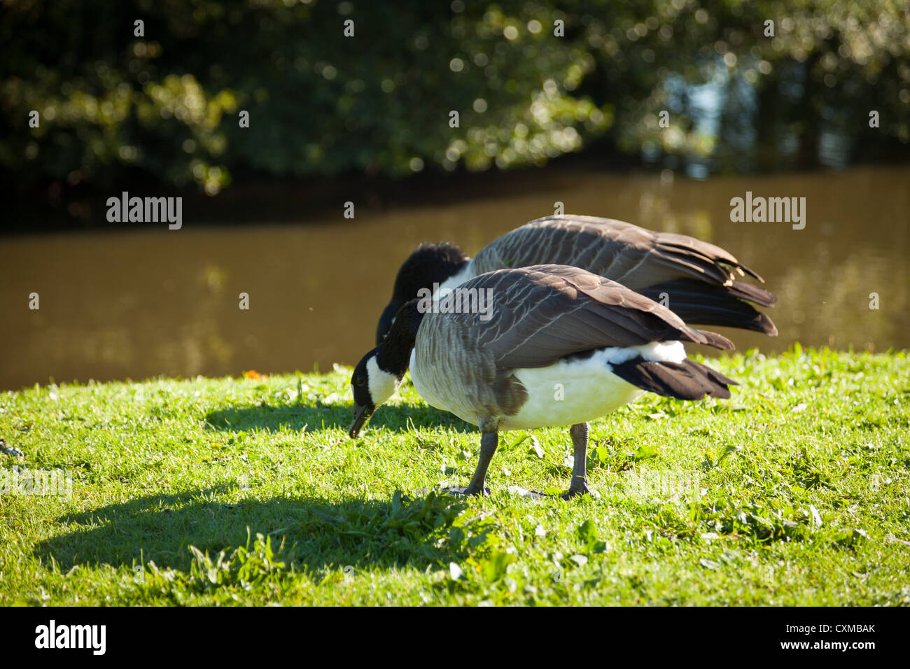 Il Canada Goose (Branta canadensis) è un'oca selvaggia con un nero della testa e del collo, macchie bianche sulla faccia e un colore bruno-grigio Foto Stock