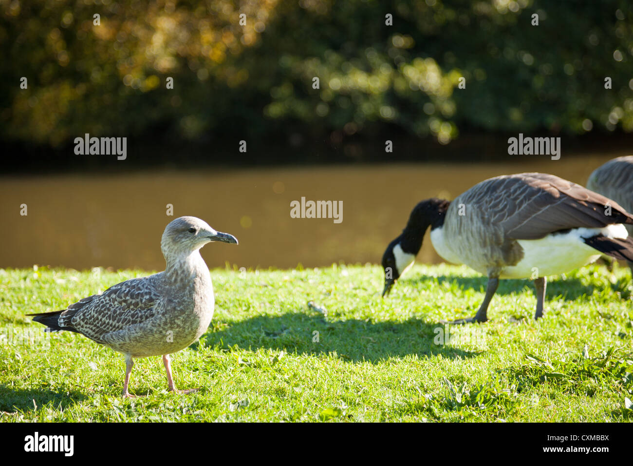 Il Canada Goose (Branta canadensis) è un'oca selvaggia con un nero della testa e del collo, macchie bianche sulla faccia e un colore bruno-grigio Foto Stock