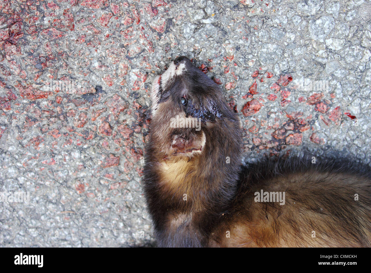 Ferret colpita dalla vettura trovata nel mezzo della strada Foto Stock