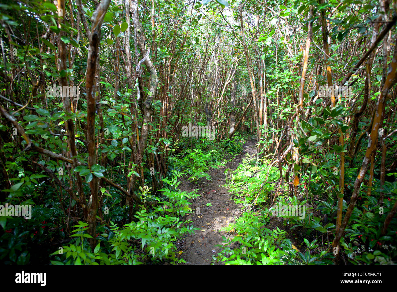 Percorso a piedi attraverso la vegetazione pesante nel Black River Gorges National Park, Mauritius Foto Stock